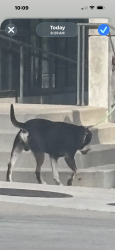 Found/Stray Male Dog last seen Nueces and 5th, Austin, TX 78701