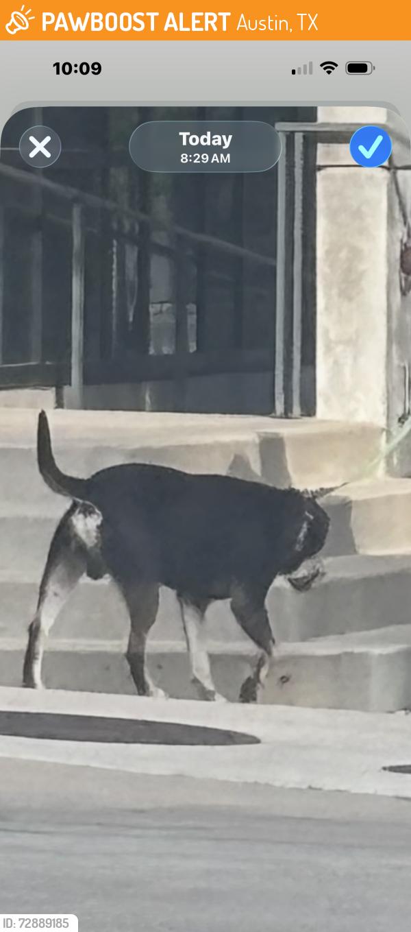 Found/Stray Male Dog last seen Nueces and 5th, Austin, TX 78701