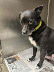 Shelter Stray Male Dog last seen , Los Angeles, CA 90031