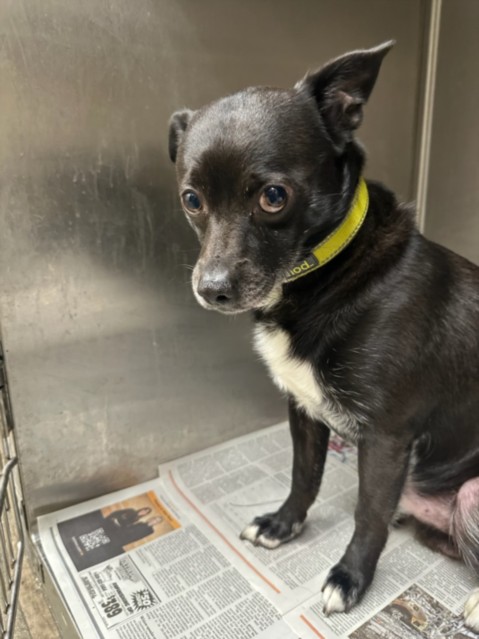 Shelter Stray Male Dog last seen , Los Angeles, CA 90031