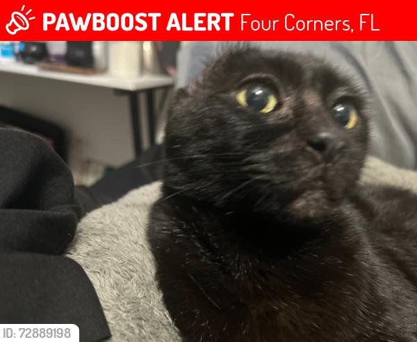 Lost Male Cat last seen Citrus ridge by 2001-2109 Palmer RD, Four Corners, FL 34747