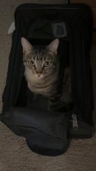Lost Female Cat last seen S nandina, s mulberry ave, Jenks, OK 74037