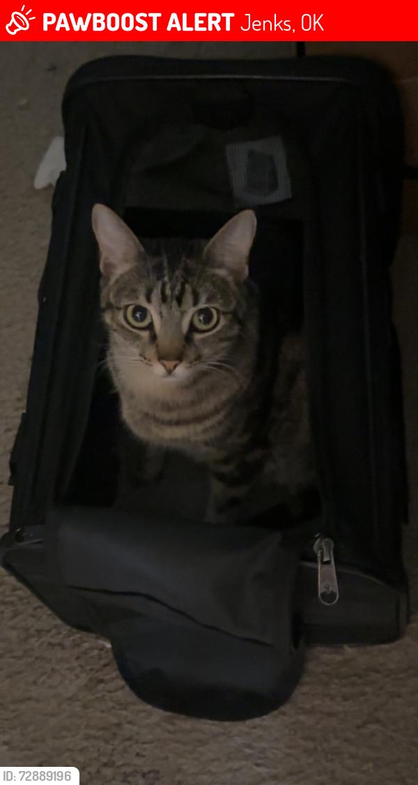 Lost Female Cat last seen S nandina, s mulberry ave, Jenks, OK 74037