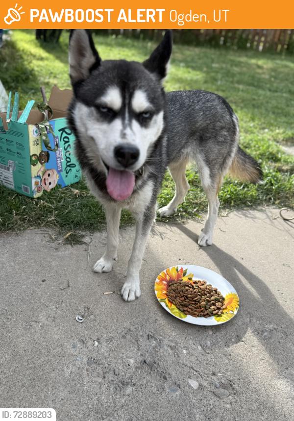 Found/Stray Female Dog last seen Monroe and Jackson Ogden utah, Ogden, UT 84401