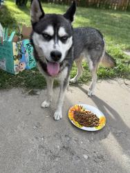 Found/Stray Female Dog last seen Monroe and Jackson Ogden utah, Ogden, UT 84401