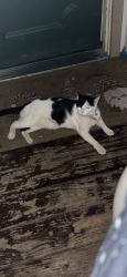 Found/Stray Female Cat last seen 56th and Cortez, Glendale, AZ 85304