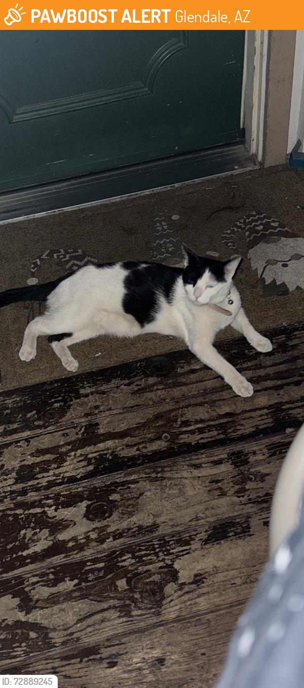 Found/Stray Female Cat last seen 56th and Cortez, Glendale, AZ 85304