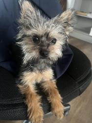 Reunited Female Dog last seen Near Lanham Severn Rd, Lanham, MD 20706