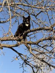 Lost Female Cat last seen Near E 3250 N Ogden UT, Ogden, UT 84414
