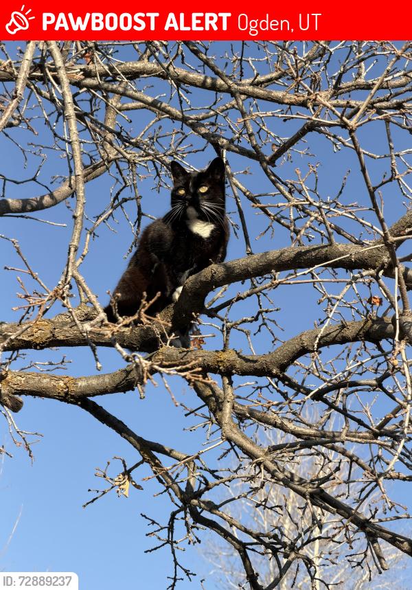 Lost Female Cat last seen Near E 3250 N Ogden UT, Ogden, UT 84414