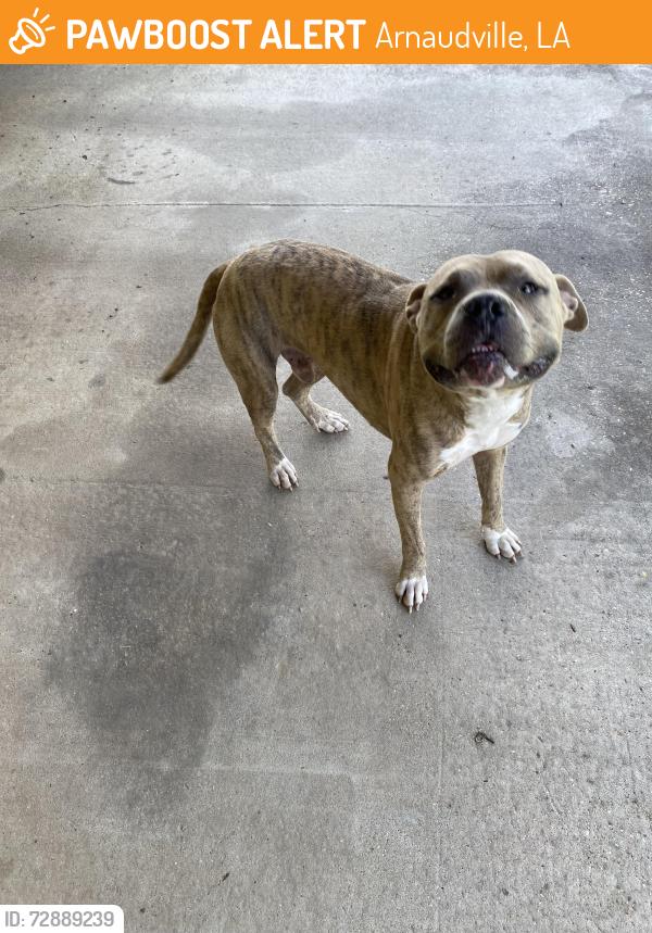 Found/Stray Male Dog last seen Dellivier rd LA, Arnaudville, LA 70512