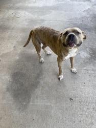 Found/Stray Male Dog last seen Dellivier rd LA, Arnaudville, LA 70512