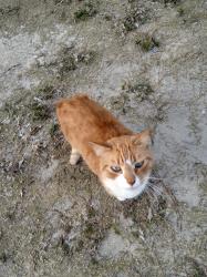 Found/Stray Male Cat last seen Edith Rd in Loxahatchee, Loxahatchee Groves, FL 33470