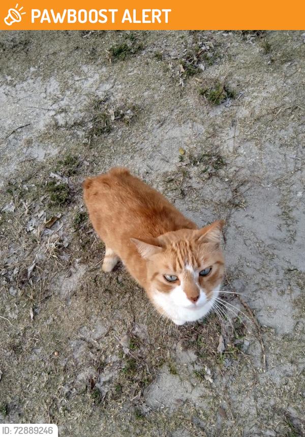 Found/Stray Male Cat last seen Edith Rd in Loxahatchee, Loxahatchee Groves, FL 33470