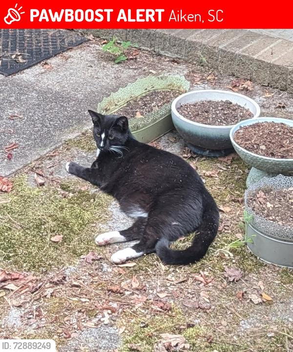 Found/Stray Male Cat last seen Inwood and Cherry Hills, Aiken, SC 29803