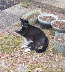 Found/Stray Male Cat last seen Inwood and Cherry Hills, Aiken, SC 29803
