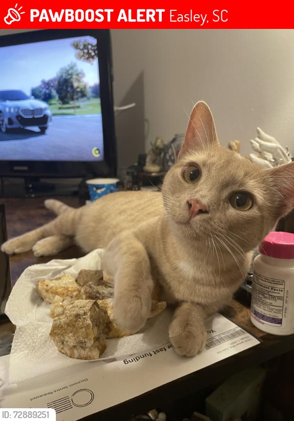 Lost Female Cat last seen Smith grove rd, Easley, SC 29640