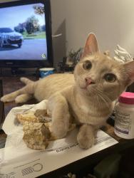 Lost Female Cat last seen Smith grove rd, Easley, SC 29640