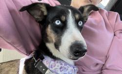 Found/Stray Female Dog last seen Starlight, Shawnee, OK 74801