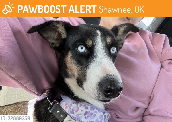 Found/Stray Female Dog last seen Starlight, Shawnee, OK 74801