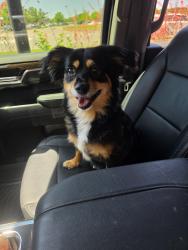 Reunited Female Dog last seen Matlock , Mansfield, TX 76063