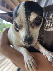 Found/Stray Male Dog last seen Near & village green sr, Cross Plains, TN 37049
