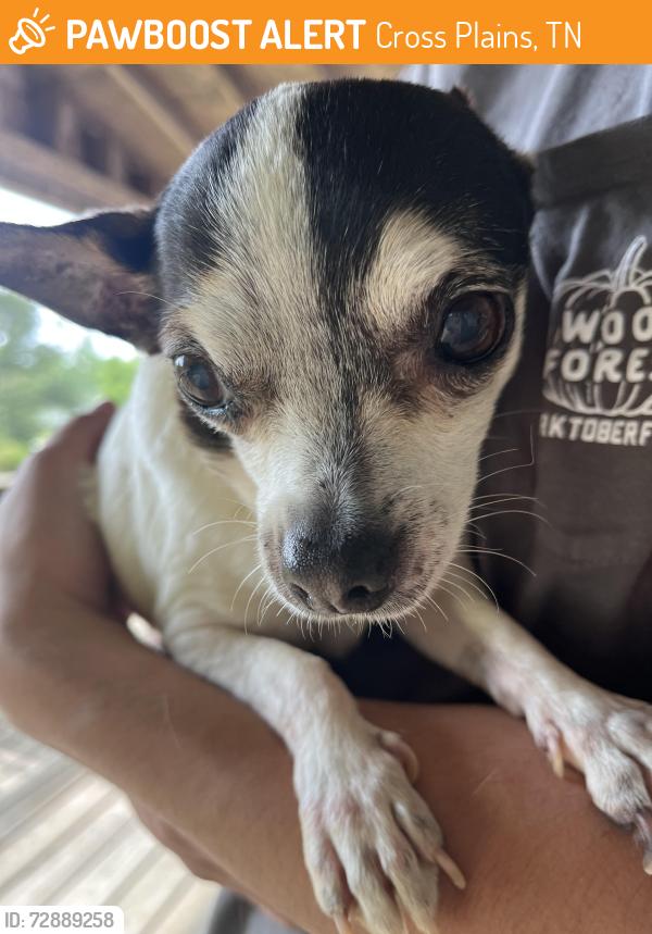 Found/Stray Male Dog last seen Near & village green sr, Cross Plains, TN 37049