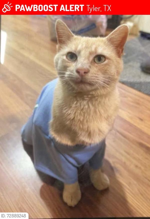 Lost Male Cat last seen Tyler Pipe, Tyler, TX 75706