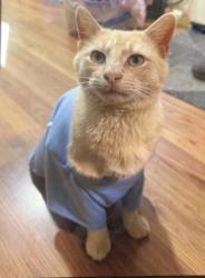 Lost Male Cat last seen Tyler Pipe, Tyler, TX 75706