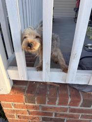 Found/Stray Male Dog last seen Nash Joyner rd. , Pitt County, NC 28590