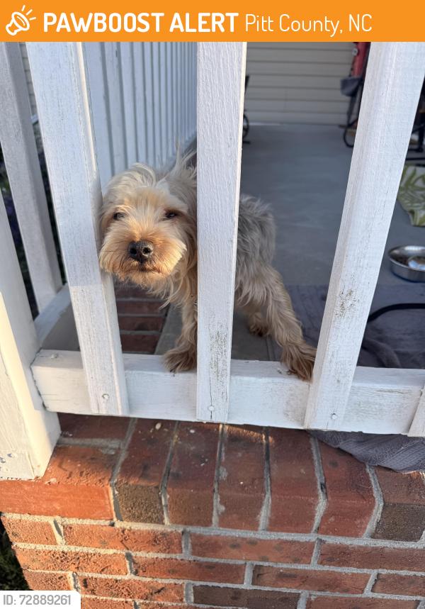 Found/Stray Male Dog last seen Nash Joyner rd. , Pitt County, NC 28590