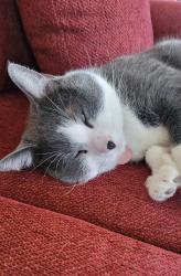 Reunited Male Cat last seen The villages, Indianapolis, IN 46256