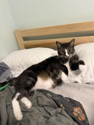 Reunited Male Cat last seen N Tyson Ave/Lowell Ave, Floral Park, NY 11001