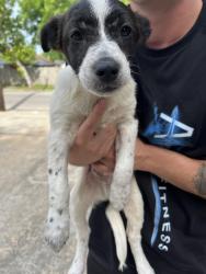 Found/Stray Male Dog last seen Sunnyland street, Houston, TX 77023