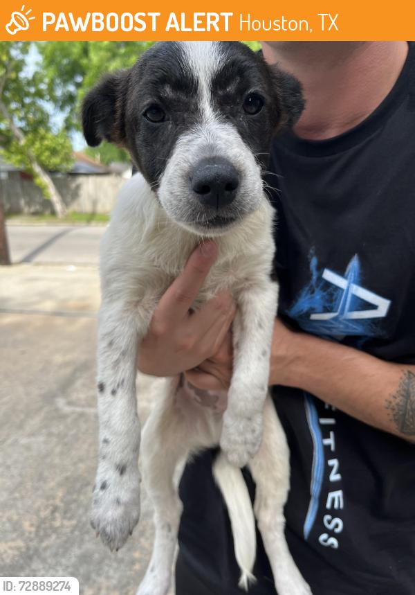 Found/Stray Male Dog last seen Sunnyland street, Houston, TX 77023