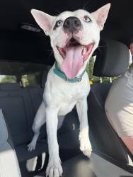Found/Stray Female Dog last seen Eagle and state , Eagle, ID 83713