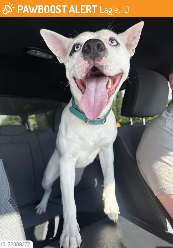 Found/Stray Female Dog last seen Eagle and state , Eagle, ID 83713