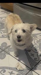 Lost Female Dog last seen Carlin and bullis , Lynwood, CA 90262