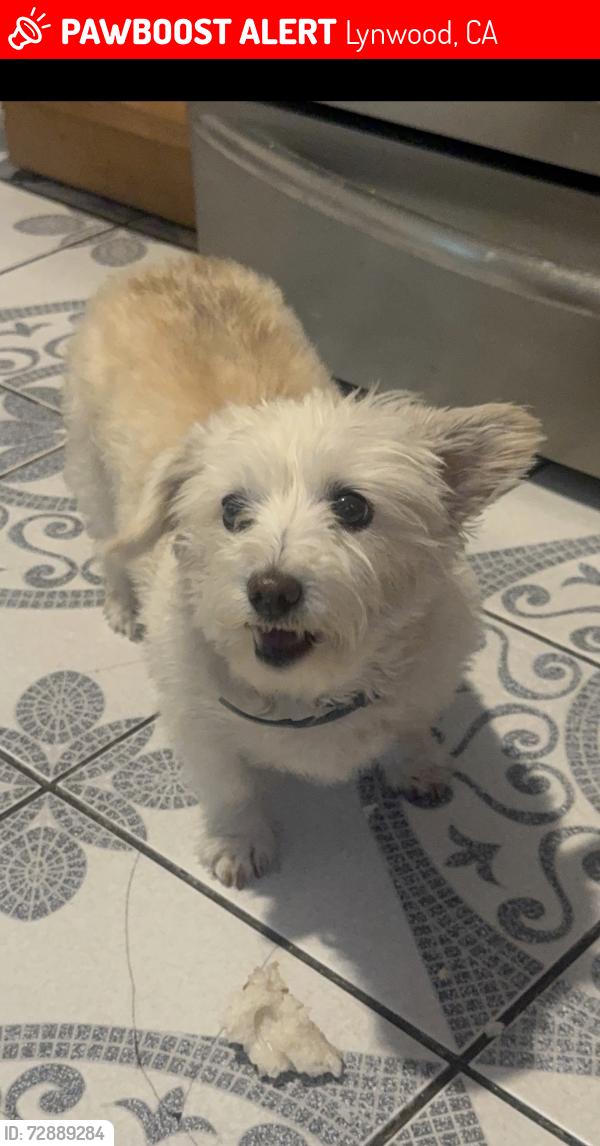 Lost Female Dog last seen Carlin and bullis , Lynwood, CA 90262