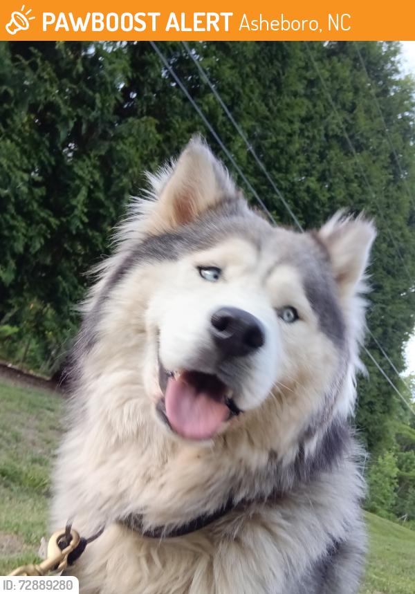Found/Stray Male Dog last seen Rt42 & rt64, Asheboro, NC 27205