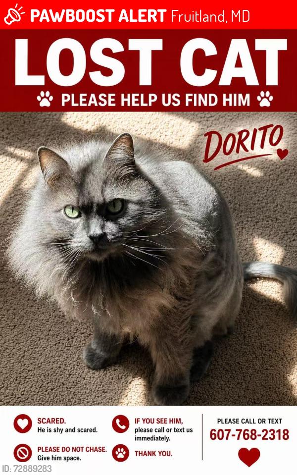 Lost Male Cat last seen Paddock dr Fruitland , Fruitland, MD 21826