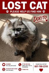 Lost Male Cat last seen Paddock dr Fruitland , Fruitland, MD 21826