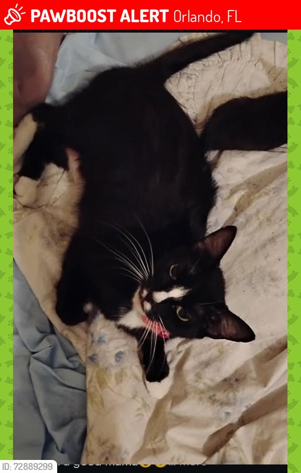 Lost Female Cat last seen Paramore, Kaylee and Orange, Orlando, FL 32805
