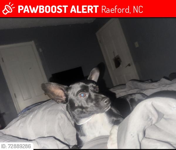 Lost Male Dog last seen Last seen near W Sixth Ave an Green St, Raeford, NC 28376