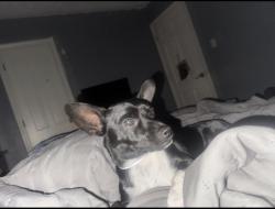 Lost Male Dog last seen Last seen near W Sixth Ave an Green St, Raeford, NC 28376