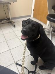 Lost Female Dog last seen Exit 11 - Sixes Road, Woodstock, GA 30188