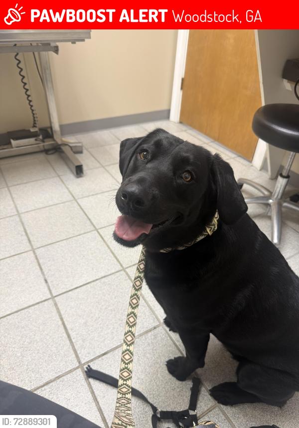 Lost Female Dog last seen Exit 11 - Sixes Road, Woodstock, GA 30188