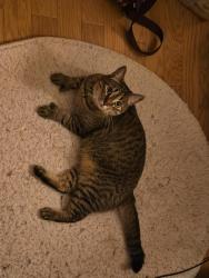 Reunited Female Cat last seen Old polk city rd, Lakeland, FL 33809