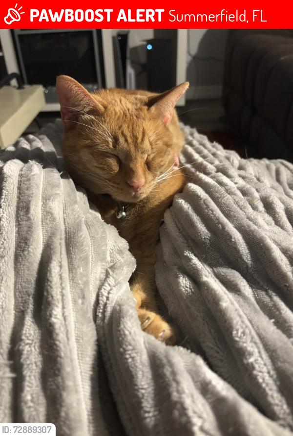 Lost Female Cat last seen 138th place, Summerfield, FL 34491