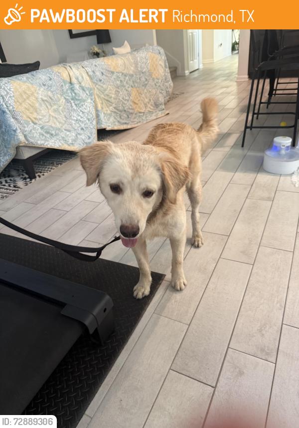 Found/Stray Male Dog last seen Williams way, Richmond, TX 77469